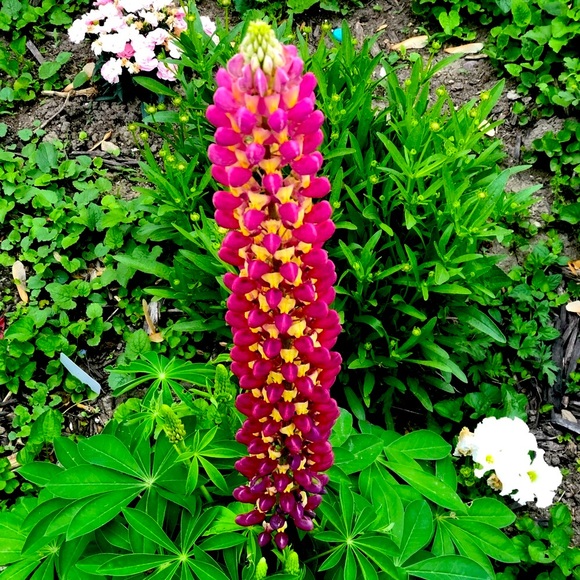 ✨🕺🏻✨ Meet your Posher, JM - Picture 3 of 11